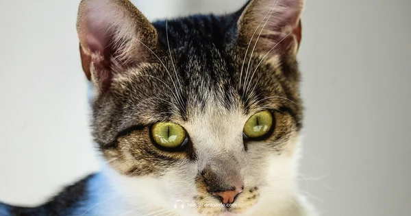 Cat with Headphones - Headphones Info