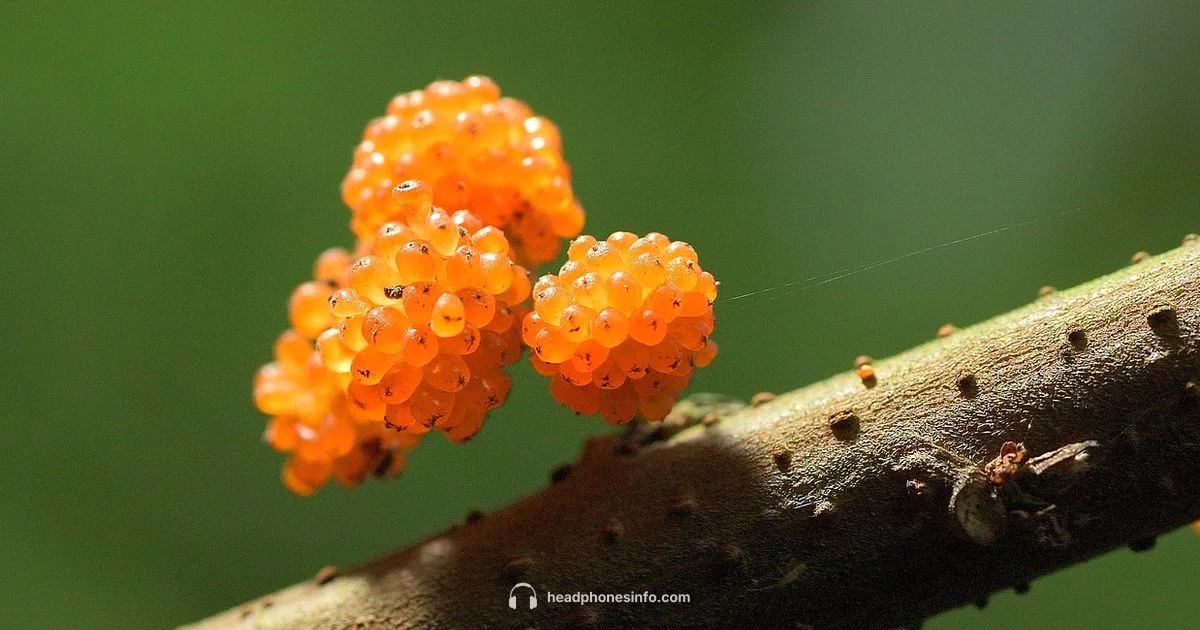 Best Earbuds for Small Ears - Headphones Info