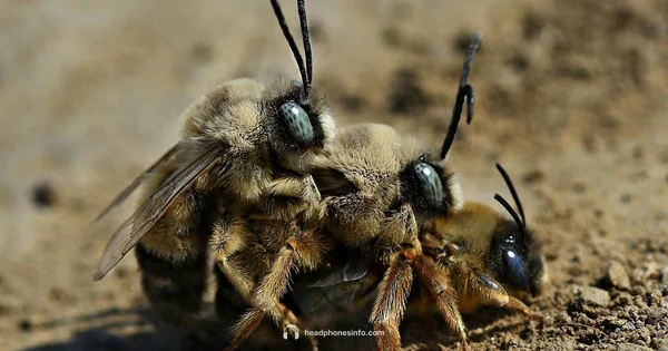 Pairing Mode Guide - Headphones Info