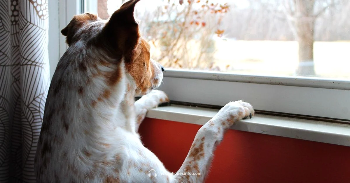 Dog Headphones - Headphones Info