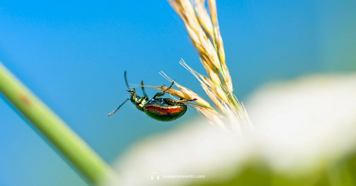 Increase Earbud Volume - Headphones Info