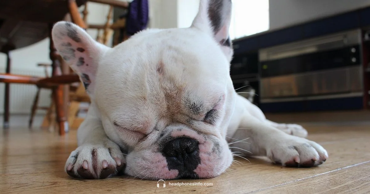 Canine Noise Control - Headphones Info